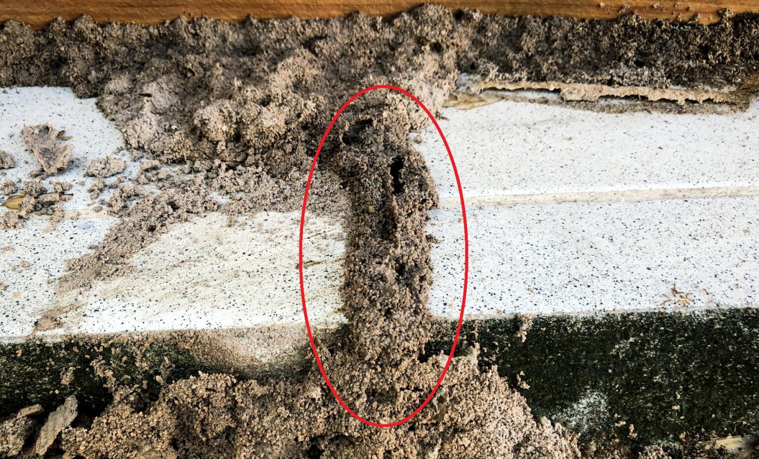 シロアリ被害の初期症状をご紹介！手遅れになる前に対処すべき症状を知っておこう！ - 関西の住宅建築・注文住宅・健康住宅なら株式会社悠建設